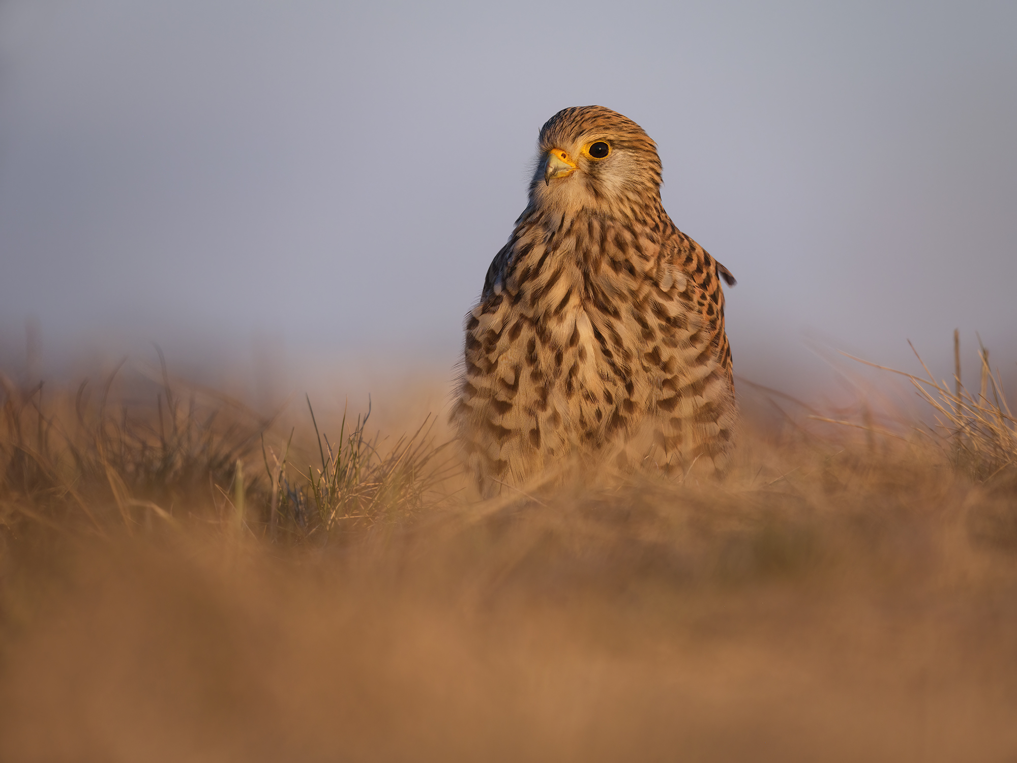 Kurz vorm Sonnenuntergang ...